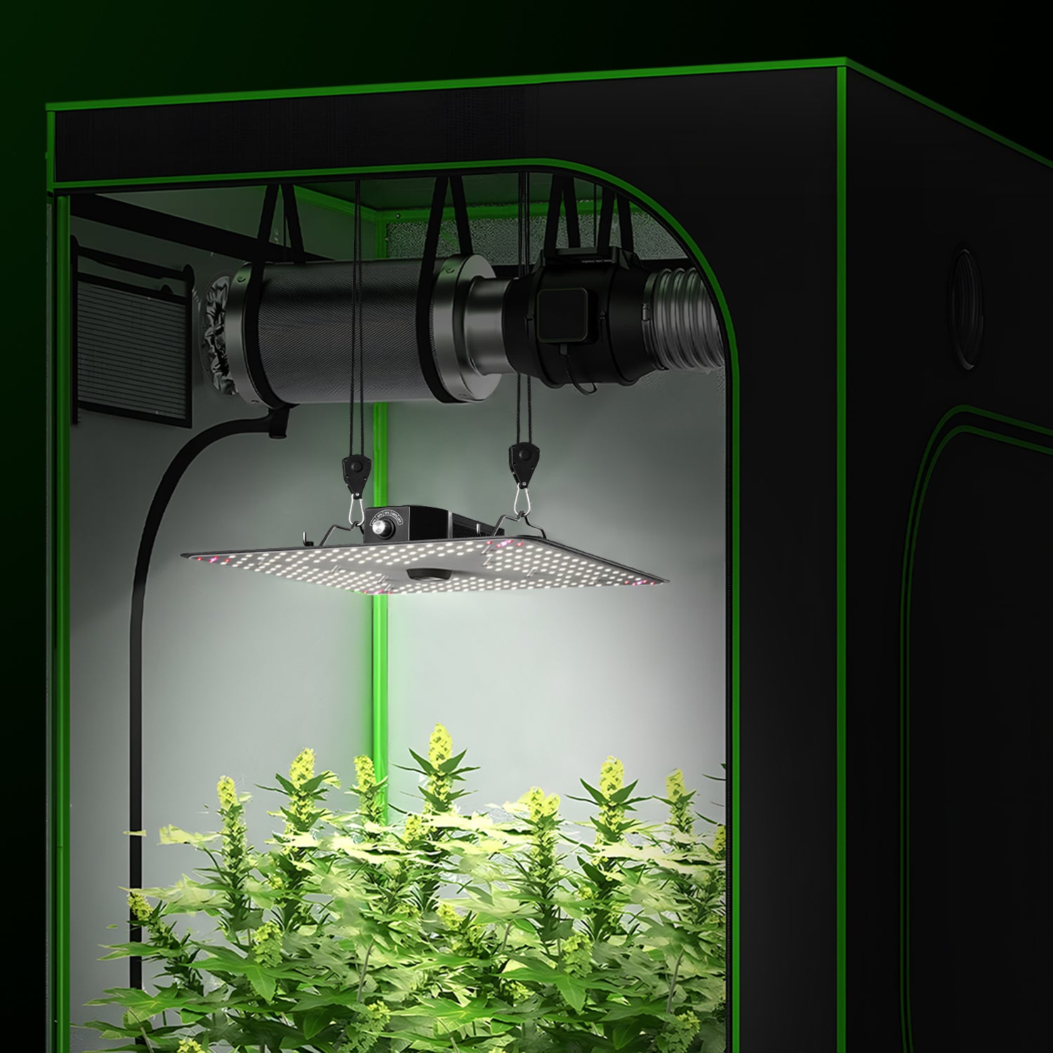Exploring the Benefits of Wholesale LED Grow Lights for Greenhouses