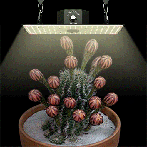 Choosing the Best LED Grow Lights for a 4x4 Grow Space