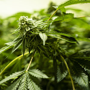 Growing Cannabis: Maximize Potential