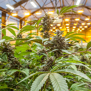 Maximizing Plant Yields: Essential Tips